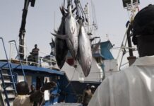 Sénégal : l’UNAPAS dénonce la pression de la pêche industrielle sur les artisans