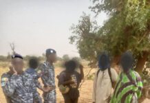 Un voleur de bétail arrêté avec six bœufs par la gendarmerie de Nioro