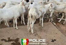 Kaolack : Démantèlement d’un réseau de vol de bétail entre Nioro et Thiaré