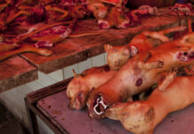 Insolite à Hamo Téfess : du chat au chien, une affaire de « dibi » qui choque les riverains