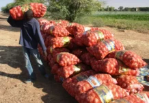 Baisse des prix : l’État suspend la commercialisation des oignons des agro-business