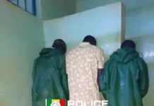 Lutte antidrogue à Rufisque, trois arrestations et une importante saisie de chanvre indien