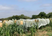 Agriculture : Le Sénégal mise 150 milliards de FCFA pour renforcer sa souveraineté alimentaire