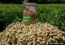 Intrants agricoles : le gouvernement annonce un taux de distribution de 93 %
