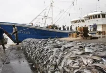 À Mbour, les acteurs de la pêche alertent sur les défis de l’Accord de l’OMC